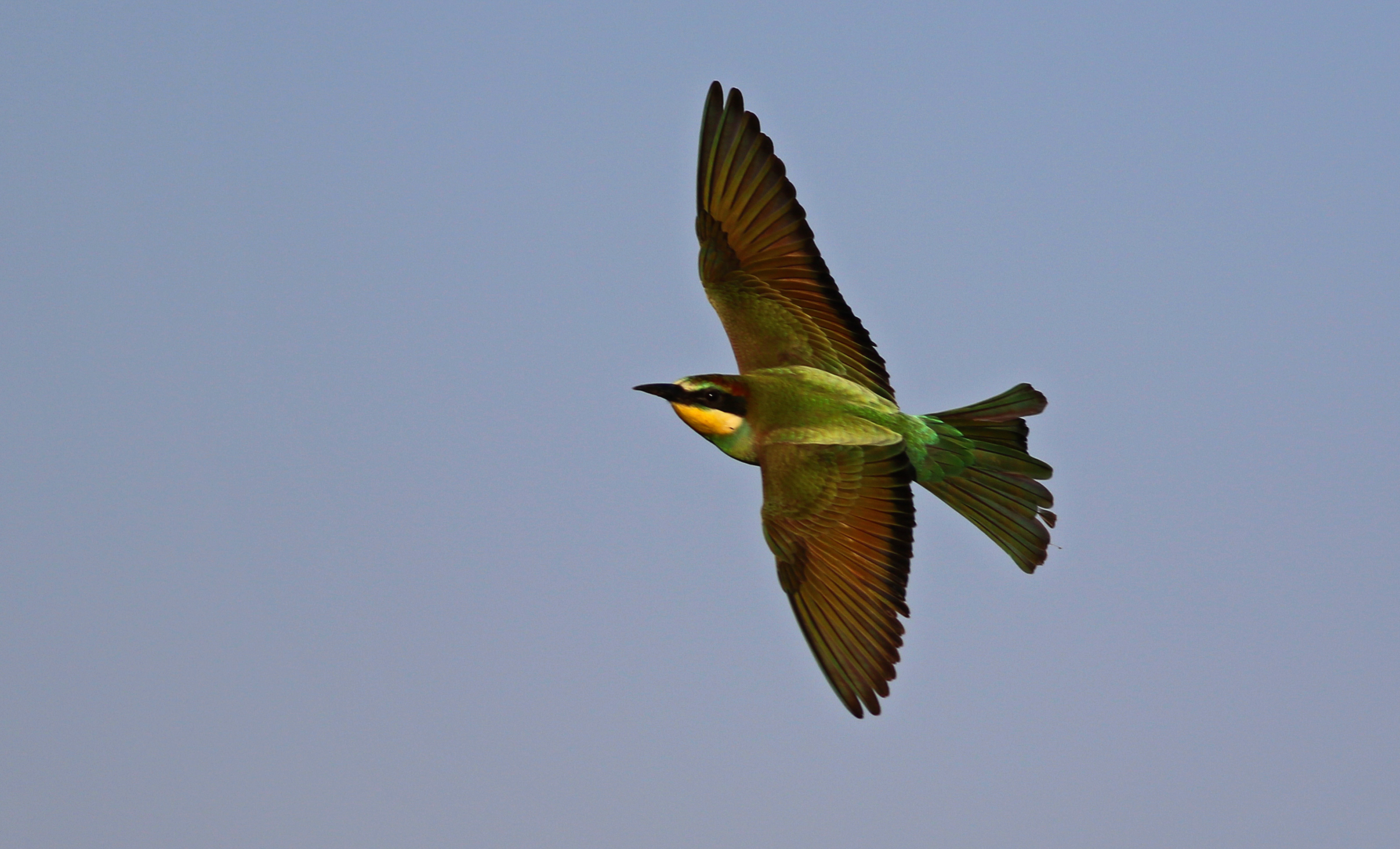 European Bee-eater